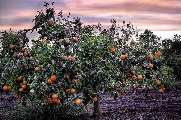 Orangen Plantage